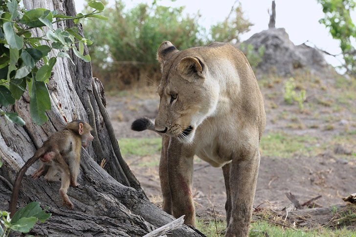 Löwin fängt ein Pavianbaby